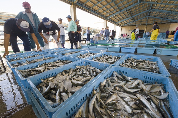 渥美魚市場 渥美魚市場