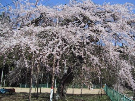 八橋ウバヒガン桜 八橋ウバヒガン桜