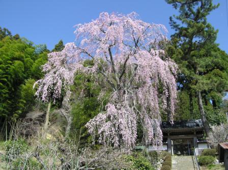 福田寺しだれ桜 福田寺しだれ桜