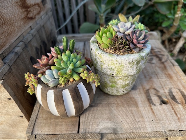 寄せ植え完成(イメージ) 寄せ植え完成(イメージ)